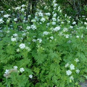 Photographie n°2435420 du taxon Chaerophyllum villarsii W.D.J.Koch [1837]