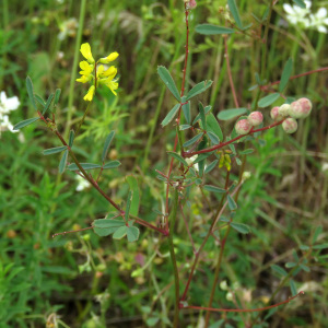 Photographie n°2435425 du taxon Trigonella wojciechowskii Coulot & Rabaute