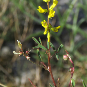 Photographie n°2435427 du taxon Trigonella wojciechowskii Coulot & Rabaute