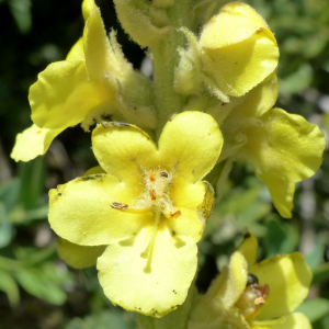 Photographie n°2435437 du taxon Verbascum thapsus L. [1753]