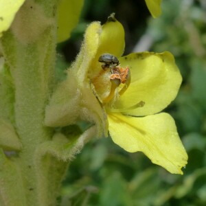 Photographie n°2435439 du taxon Verbascum thapsus L. [1753]