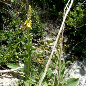 Photographie n°2435440 du taxon Verbascum thapsus L. [1753]