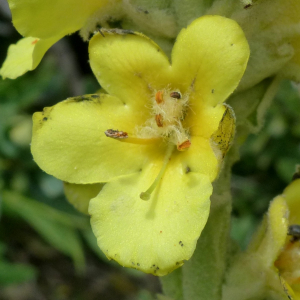 Photographie n°2435441 du taxon Verbascum thapsus L. [1753]