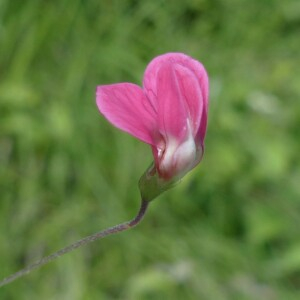 Photographie n°2435442 du taxon Lathyrus nissolia L. [1753]