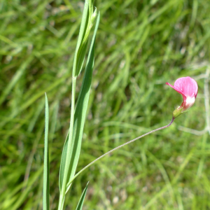 Photographie n°2435444 du taxon Lathyrus nissolia L. [1753]