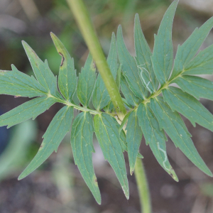 Photographie n°2435446 du taxon Valeriana officinalis L. [1753]