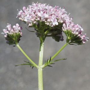 Photographie n°2435457 du taxon Valeriana officinalis L. [1753]