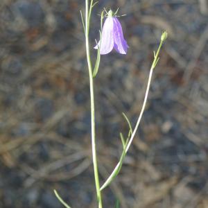 Photographie n°2435480 du taxon Campanula rhomboidalis L. [1753]