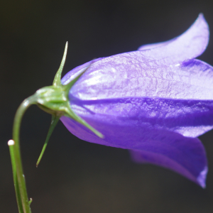 Photographie n°2435482 du taxon Campanula rhomboidalis L. [1753]