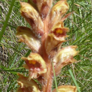 Photographie n°2435487 du taxon Orobanche gracilis Sm. [1798]