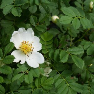 Photographie n°2435519 du taxon Rosa spinosissima L. subsp. spinosissima