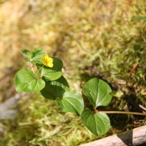 Photographie n°2435553 du taxon Lysimachia nemorum L. [1753]