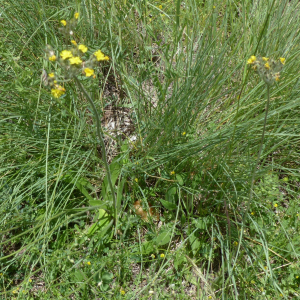  - Pilosella cymosa subsp. sabina (Sebast. & Mauri) H.P.Fuchs [1980]