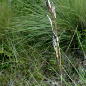  - Helictotrichon sempervirens (Vill.) Pilg. [1938]