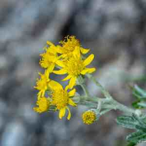 Photographie n°2435609 du taxon Jacobaea maritima (L.) Pelser & Meijden [2005]