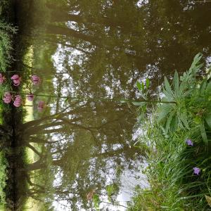 Photographie n°2435664 du taxon Lilium martagon L.