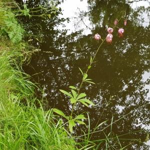 Photographie n°2435665 du taxon Lilium martagon L.