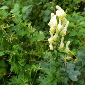 Photographie n°2435666 du taxon Aconitum lycoctonum subsp. vulparia (Rchb.) Ces.