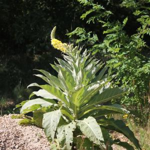 Photographie n°2435682 du taxon Verbascum thapsus L. [1753]