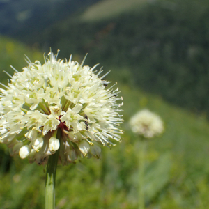 Photographie n°2435695 du taxon Allium victorialis L.