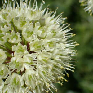 Photographie n°2435696 du taxon Allium victorialis L.