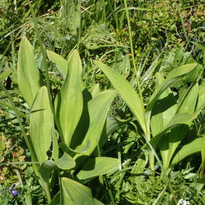 Photographie n°2435697 du taxon Allium victorialis L.