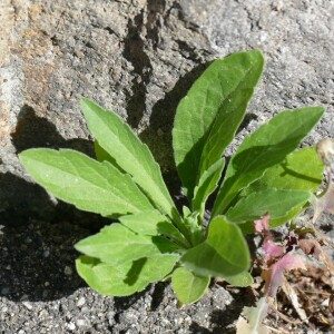 Photographie n°2435736 du taxon Erigeron sumatrensis Retz.