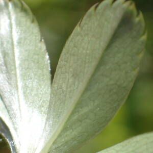 Photographie n°2435768 du taxon Alchemilla saxatilis Buser