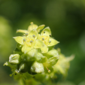 Photographie n°2435770 du taxon Alchemilla saxatilis Buser