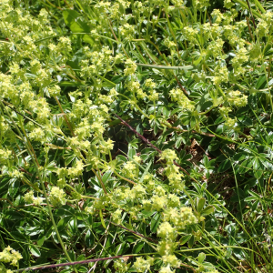 Photographie n°2435775 du taxon Alchemilla saxatilis Buser