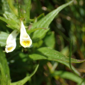 Photographie n°2435904 du taxon Melampyrum pratense L.