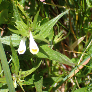 Photographie n°2435908 du taxon Melampyrum pratense L.