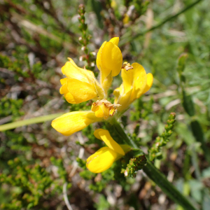 Photographie n°2435913 du taxon Genista sagittalis L.