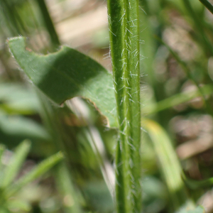 Photographie n°2435914 du taxon Genista sagittalis L.