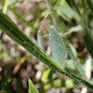 Photographie n°2435915 du taxon Genista sagittalis L.
