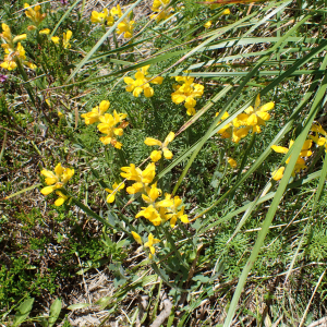 Photographie n°2435916 du taxon Genista sagittalis L.
