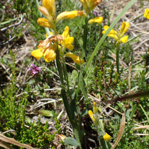 Photographie n°2435917 du taxon Genista sagittalis L.