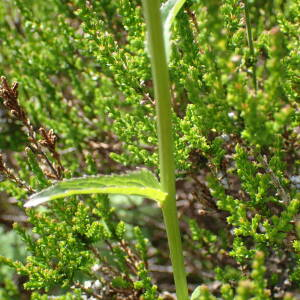 Photographie n°2435918 du taxon Phyteuma spicatum subsp. coeruleum R.Schulz