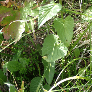 Photographie n°2435919 du taxon Phyteuma spicatum subsp. coeruleum R.Schulz