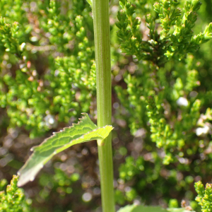 Photographie n°2435921 du taxon Phyteuma spicatum subsp. coeruleum R.Schulz