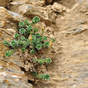 Photographie n°2435928 du taxon Saxifraga oppositifolia L. [1753]