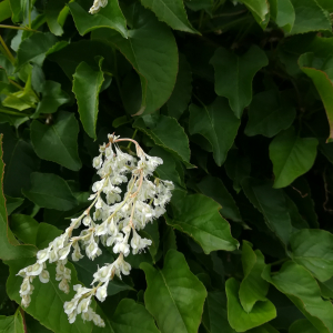 Photographie n°2435956 du taxon Fallopia aubertii (L.Henry) Holub [1971]