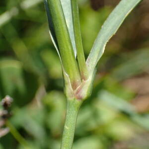 Photographie n°2435962 du taxon Dianthus seguieri subsp. pseudocollinus (P.Fourn.) Jauzein