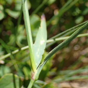 Photographie n°2435964 du taxon Dianthus seguieri subsp. pseudocollinus (P.Fourn.) Jauzein
