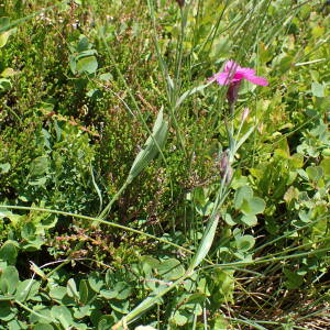 Photographie n°2435968 du taxon Dianthus seguieri subsp. pseudocollinus (P.Fourn.) Jauzein