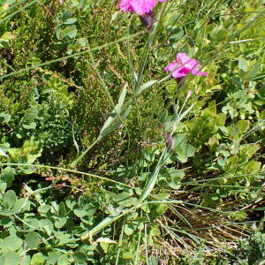 Photographie n°2435969 du taxon Dianthus seguieri subsp. pseudocollinus (P.Fourn.) Jauzein