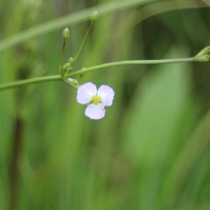 Photographie n°2436009 du taxon Alisma plantago-aquatica L.