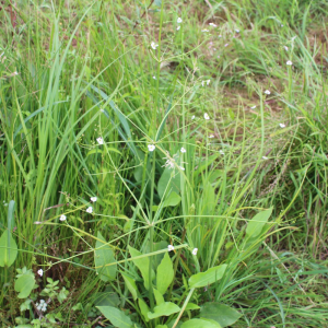 Photographie n°2436015 du taxon Alisma plantago-aquatica L.