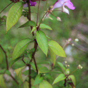  - Impatiens balfourii Hook.f. [1903]