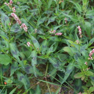  - Persicaria maculosa Gray [1821]